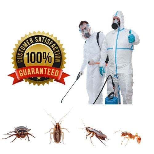 Pest Control Services For Your Home In Kuwait City